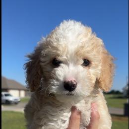 Bernedoodle and Goldendoodle Puppies from Kaci Slightom