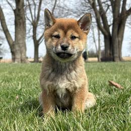 Yuna - Sesame female Shiba Inu puppy in Covington, Ohio from Rustic Country Shibas
