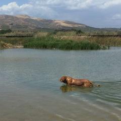 Dogue de Bordeaux All Grown Up from Chatsworth DDB