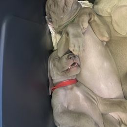 Weimaraner Puppies from Palmetto State Weimaraners