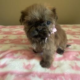 Mia - Chocolate and tan female Shih Tzu puppy in Burlington, North Carolina from Nancy’s Lil’Shih Tzus