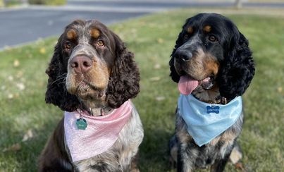 2 Springers with a pink and blue bandana on