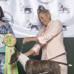 German Shepherds and Miniature Bull Terriers from Romp N' Run Ranch