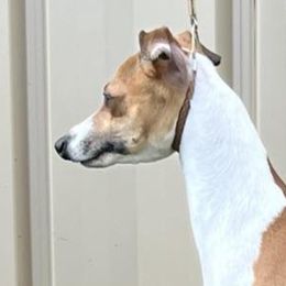 John Snow - Italian Greyhound