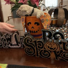 Golden Retriever Puppies from Tupelo Honey Farm's Golden Retrievers