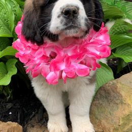 Saint Bernard Puppies from Fletchers Saints