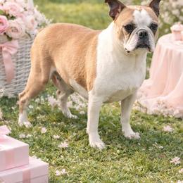 Ruffles - Boston Terrier