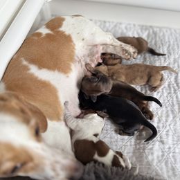 Dachshund puppies from HP Dachs