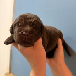 Merle Haggard - Brown male Newfoundland puppy in Tully, New York from Bear Paw Newfoundlands