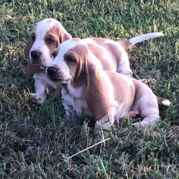 Basset Hound Puppies from D & D Kennels