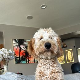 Goldendoodle All Grown Up from Golden Hearted Goldendoodles