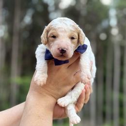 Mr. Smee - Parti male Goldendoodle puppy in Pittsburg, Texas from Peachy Pine Goldendoodles