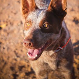 Dune (retirement home) - Red speckled male Australian Cattle Dog puppy in Marana, Arizona from Impact 3rd Australian Cattle Dogs