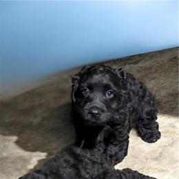 Jack - Black male Cockapoo puppy in Mobile, Alabama from Ace of Spades Yorkies