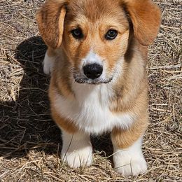 Frosty - Sable Pembroke Welsh Corgi puppy in Kiowa, Colorado from Cool Water Corgis LLC