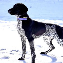 Xander - German Shorthaired Pointer