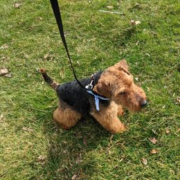 Welsh Terrier All Grown Up from Ashcreek Welsh Terriers