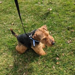Welsh Terrier All Grown Up from Ashcreek Welsh Terriers