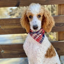 River - Goldendoodle