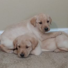 Labrador Retriever Puppies from Wagner's Retrievers