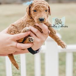 Dachshund, Goldendoodle, and Sheepadoodle Puppies from Doodles & Doxies