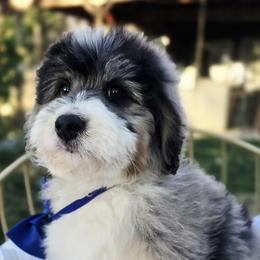 Dark blue - Blue merle male Aussiedoodle puppy in Georgetown, California from Foothill Aussies