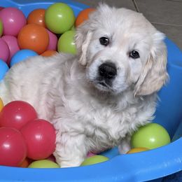Golden Retrievers from Snow Angel Retrievers