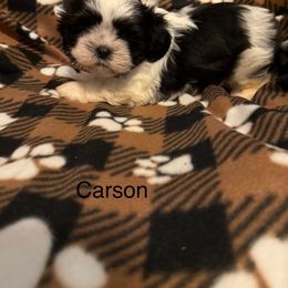 Carson - Black and white male Shih Tzu puppy in Jasper, Indiana from Jacob’s Spoiled Shih Tzu
