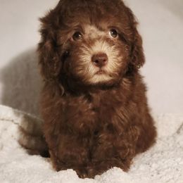 Poodle Puppies from Pawsh Petites