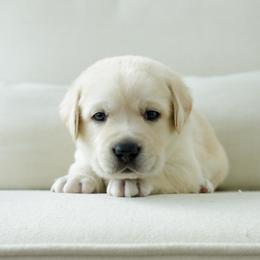 Rocket - Yellow male Labrador Retriever puppy in Allons, Tennessee from UC Labradors LLC