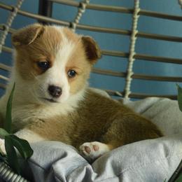 Girl 4 - Pembroke Welsh Corgi puppy in Gig Harbor, Washington from Pacific Northwest Pembroke Welsh Corgis