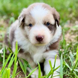 Red Merle Male 1 - Red merle male Miniature Australian Shepherd puppy in Stuart, Virginia from Apple Tree Mini Aussies