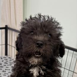 Austin - Black male Shihpoo puppy in Colonial Beach, Virginia from BeachRidge Pups