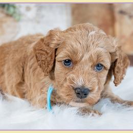 Gucci - Red and white male Cockapoo puppy in Connersville, Indiana from Deaz Doodle Ranch