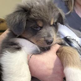 Australian Shepherd, Miniature American Shepherd, Miniature Australian Shepherd, and Toy Australian Shepherd Puppies from HP Aussie Kennels