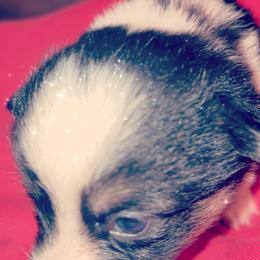 American Corgi Puppies from Highland corgis