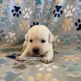 Girl 2 - Yellow female Labrador Retriever puppy in Palmdale, California from Sweet As Sugar Labradors