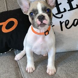 French Bulldog Puppies from EMF