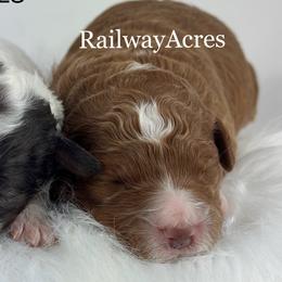 Girl 2-Petite - Red  female Goldendoodle puppy in Milford, Indiana from Railway Acres Kennel