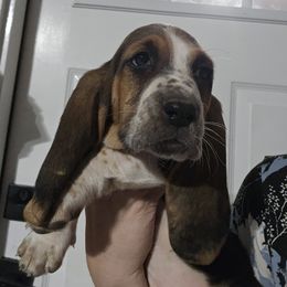 Blue Collar Girl - Black brown and white female Basset Hound puppy in Richland Hills, Texas from The Basset Family