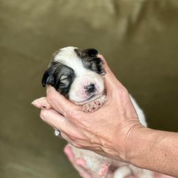 Skye - White female Great Pyrenees puppy in San Diego, California from McCarthy Ranchette LLC
