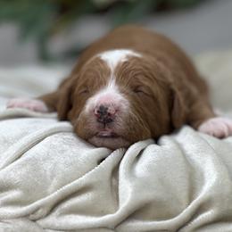 Fern - Red  male Goldendoodle puppy in Queen Creek, Arizona from Goldendoodle AZ