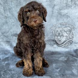 Slate - The Cuddly Charmer - Ready Now - Chocolate male Goldendoodle puppy in Chattanooga, Tennessee from Hilltop Cuddle Pups