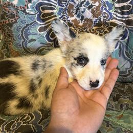 Aphrodite - Blue merle and white female Cardigan Welsh Corgi puppy in Madera Acres, California from All Star Corgis