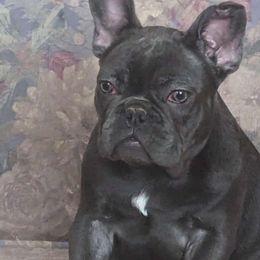 Hershey Kissy - Blue French Bulldog puppy in Spokane, Washington from Wow-za French Bulldogs