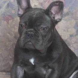 Hershey Kissy - Blue French Bulldog puppy in Spokane, Washington from Wow-za French Bulldogs