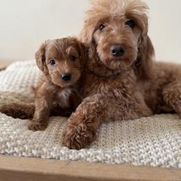 Remmy - Goldendoodle