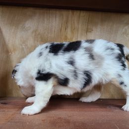 Miniature Australian Shepherd and Toy Australian Shepherd Puppies from Beasley Acres Aussies