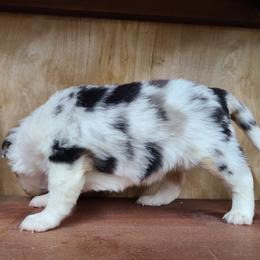 Miniature Australian Shepherd and Toy Australian Shepherd Puppies from Beasley Acres Aussies