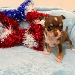 Odyssey (runt) AKC - Chocolate and tan male Chihuahua puppy in Seneca, Missouri from Stephanie’s Puppy Colony